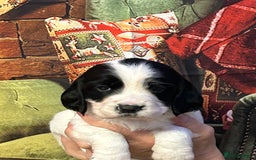 Sprocker dogs for sale: F1 Sprocker pups - Advert 4