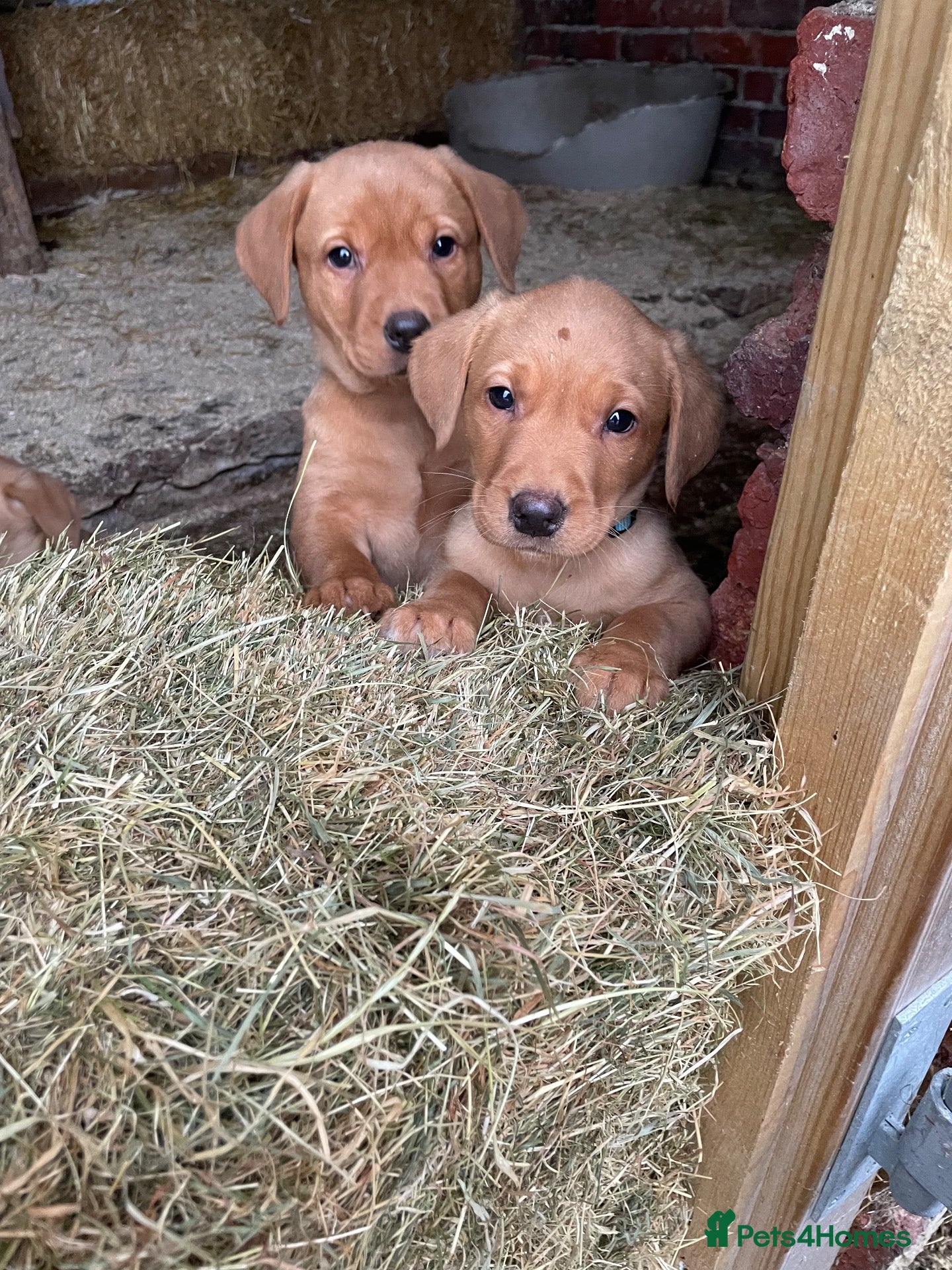 Labrador Retriever dogs for sale: *Final boy ready 28/10* KCreg foxred Labrador pupp - Advert 14
