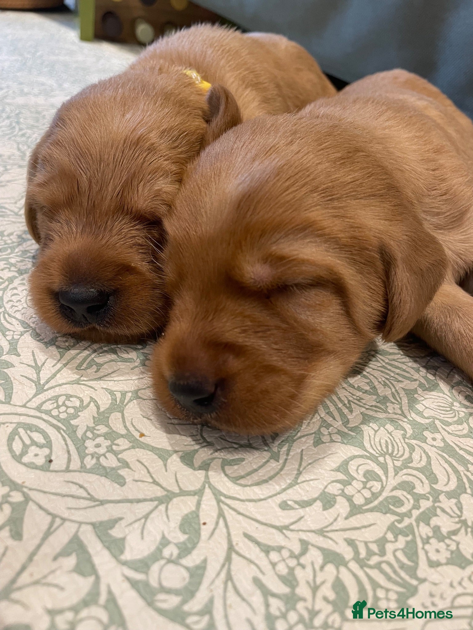 Australian Labradoodle dogs Australian Labradoodle x Fox Red Labrador x1 boy - Advert 10