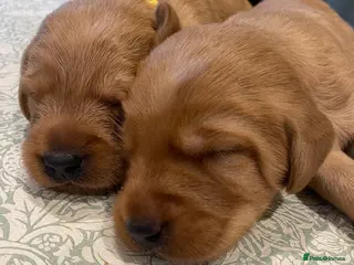 Australian Labradoodle dogs Australian Labradoodle x Fox Red Labrador x1 boy - Advert 8