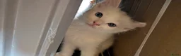 Ragdoll cats for sale: 6 purebred Ragdoll kittens reservations taken now  in Tiverton - Advert 25