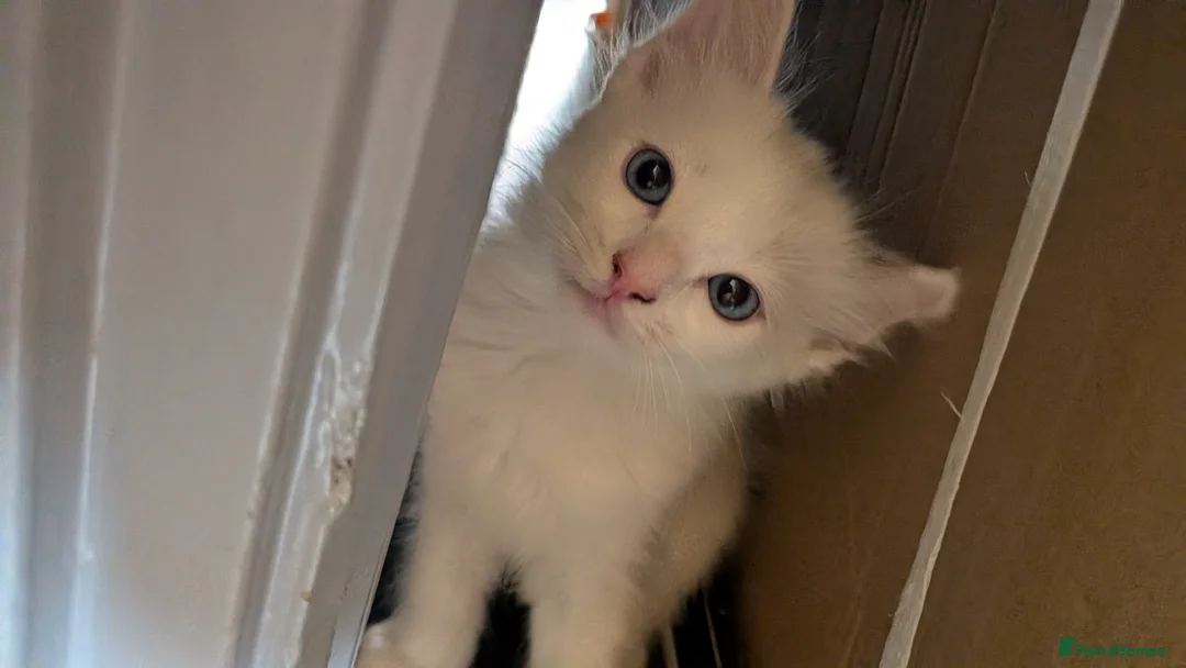 Ragdoll cats for sale: 6 purebred Ragdoll kittens reservations taken now  in Tiverton - Advert 27