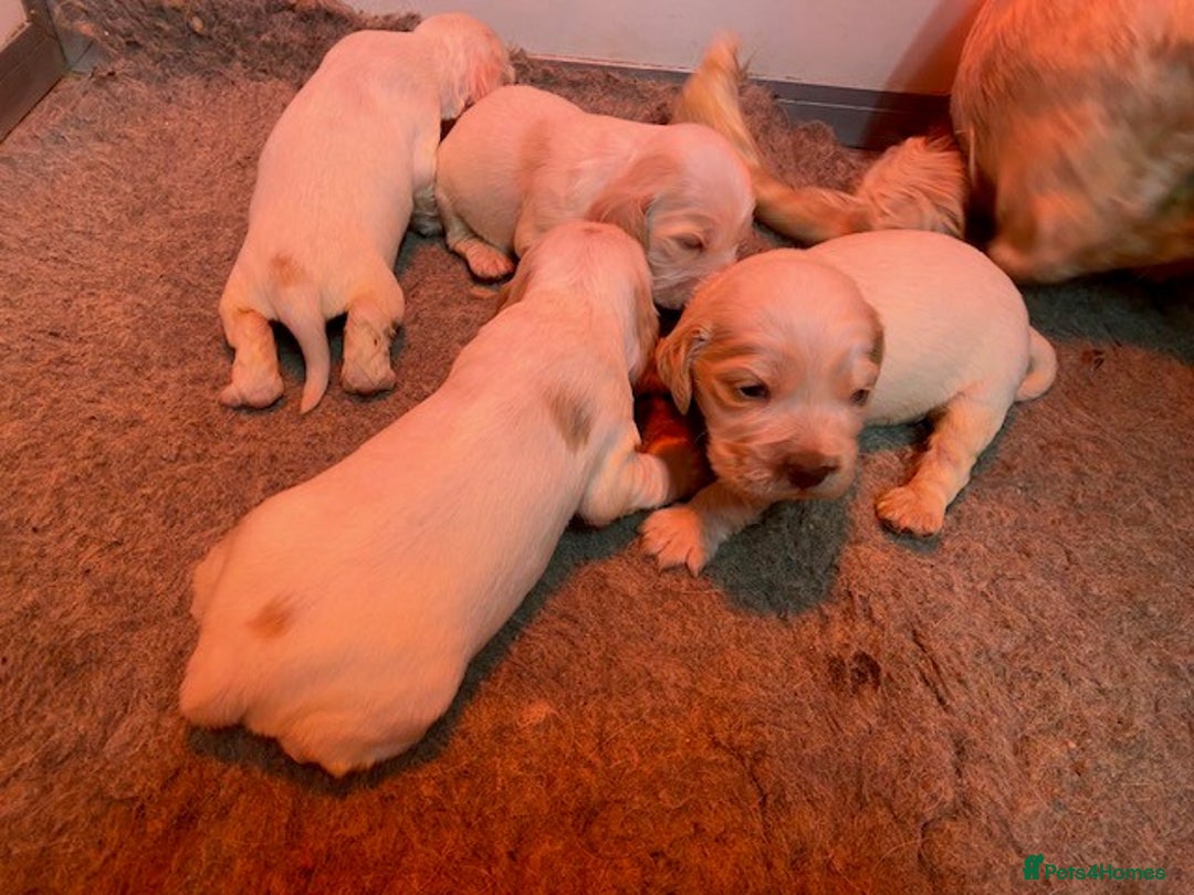 Cocker Spaniel dogs for sale: Cocker Spaniel Puppies For Sale - Advert 2