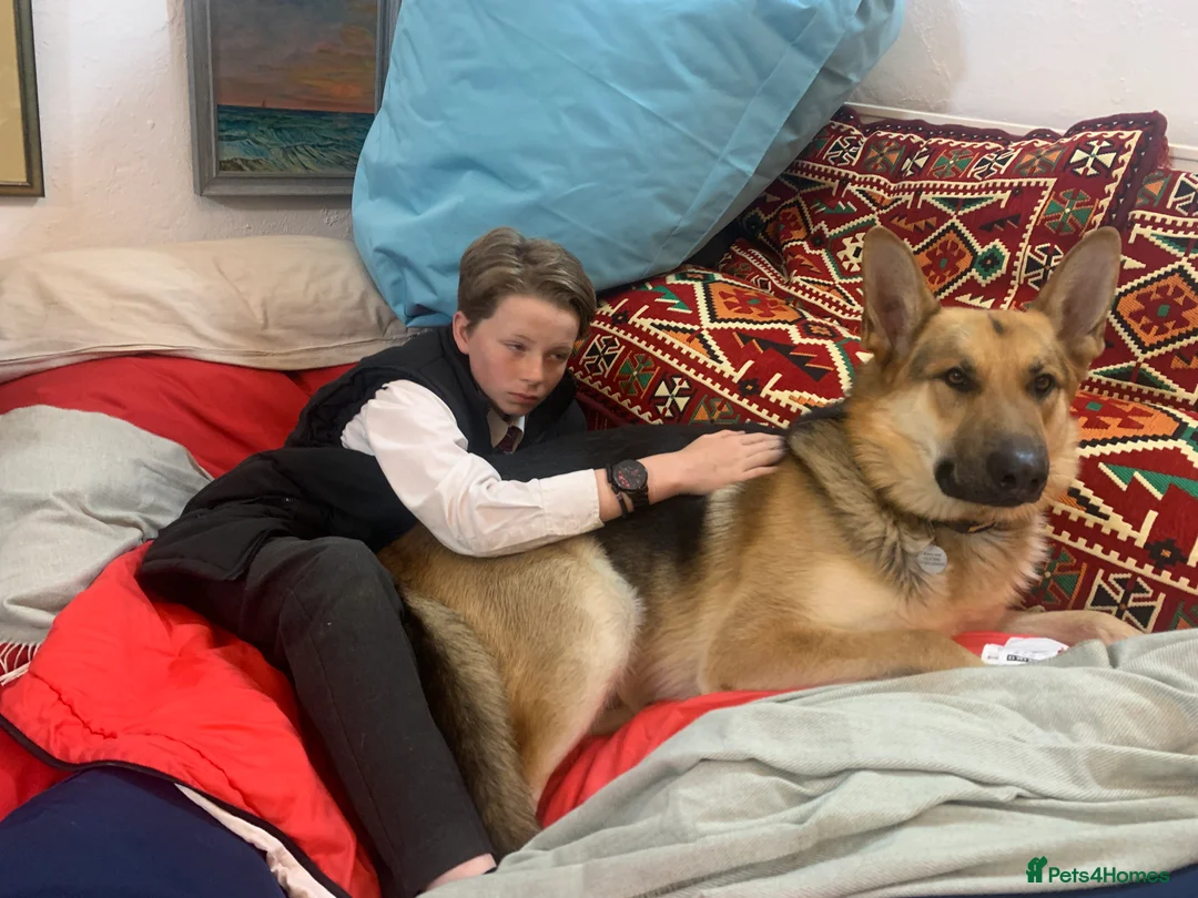 German Shepherd dogs for stud: Spectacular GSD wolfdog *for Stud only* in Dursley - Advert 31