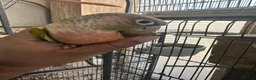 Ringnecks birds for sale: Yellow Ringneck and pineapple conure - Advert 7