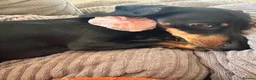 Miniature Dachshund dogs for sale: Meet Bambi  - Advert 3