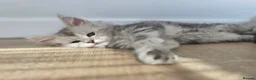 Maine Coon cats for sale: 🐾 Maine Coon Kittens Looking for Loving Homes 🐾 - Advert 16