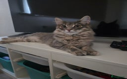 Mixed Breed cats for sale: Darcy looking for her forever home  - Image 8