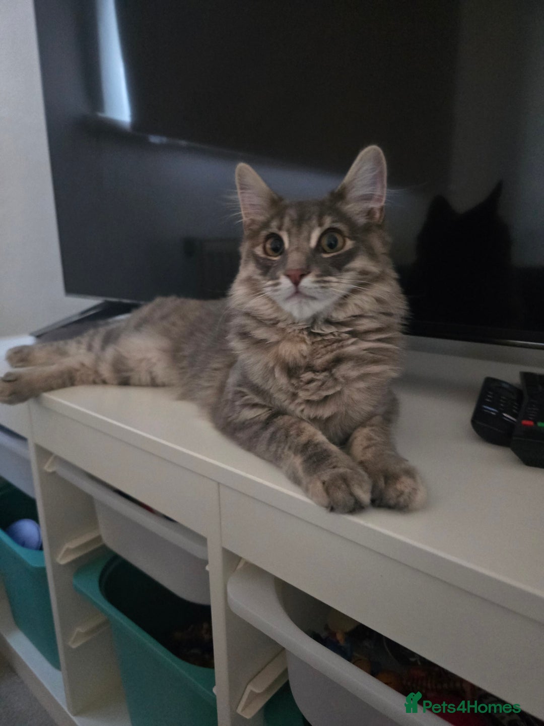 Mixed Breed cats for sale: Darcy looking for her forever home  - Image 8