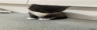 Rosie