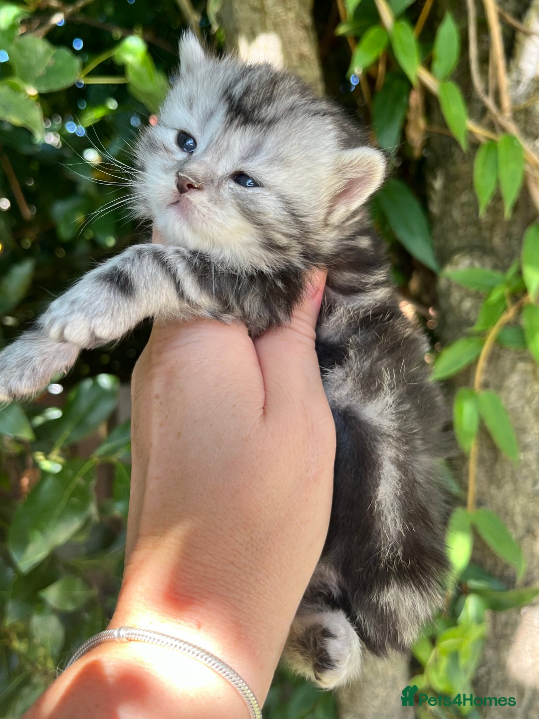 Maine Coon cats for sale: Maine coon kittens  - Image 2
