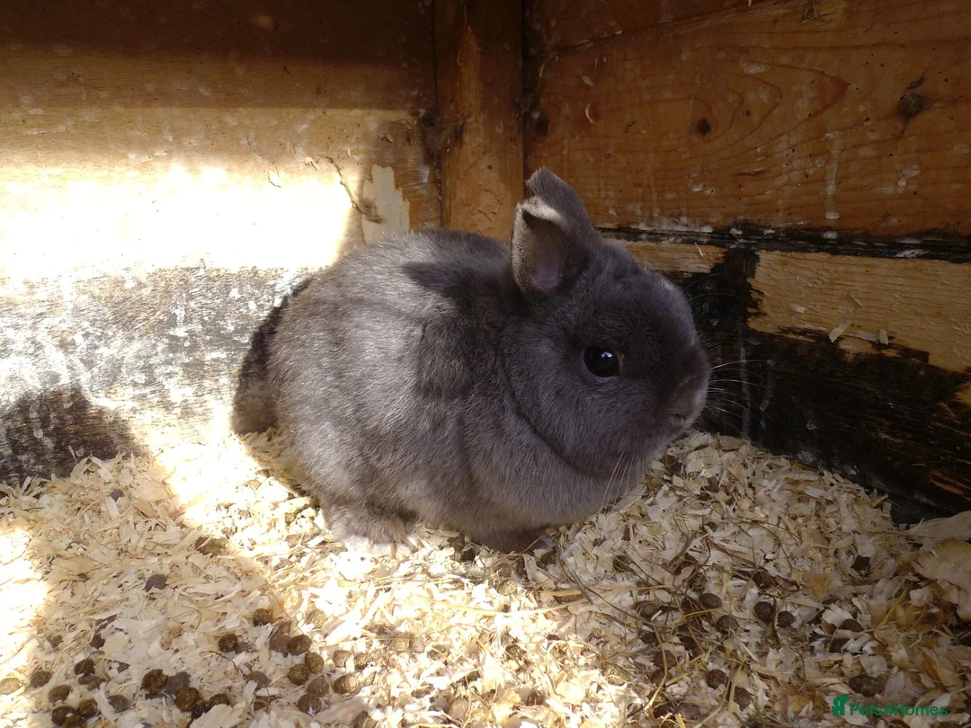 Mixed Breed rabbits for sale: ready to forever homes - Advert 6