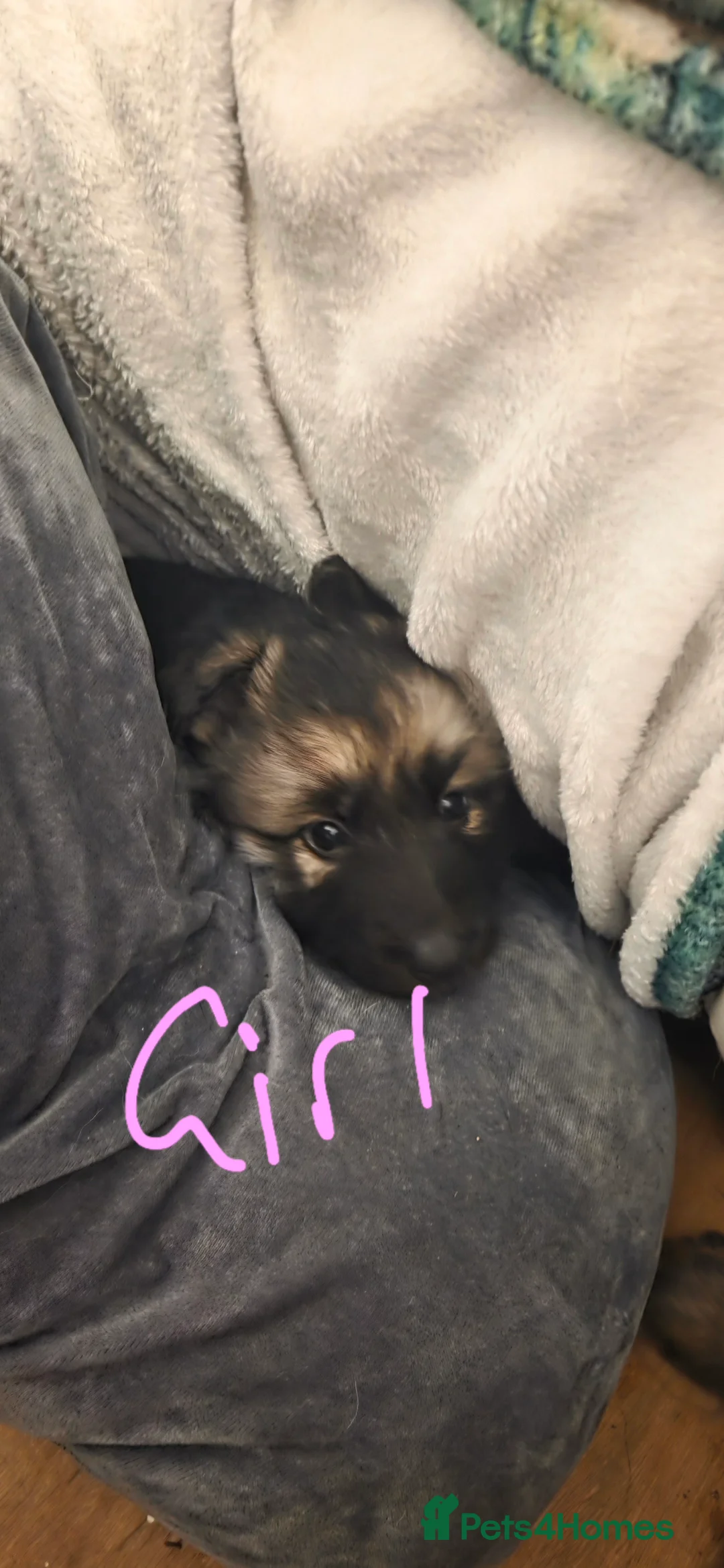 German Shepherd dogs for sale: German shepherd puppies - Advert 5