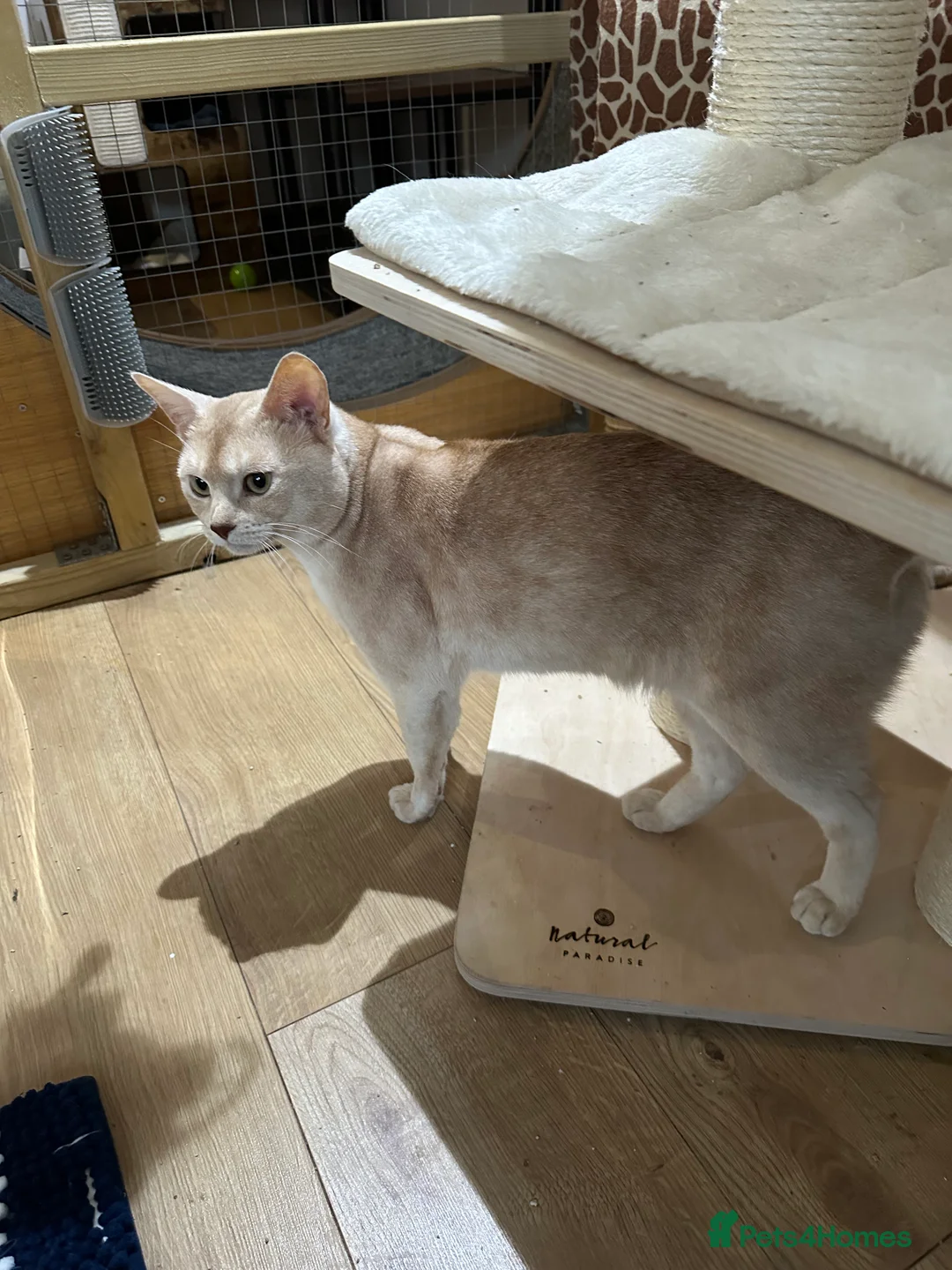 Abyssinian cats for stud: Champion lines Aby Red-Silver boy for stud in Romford - Advert 18