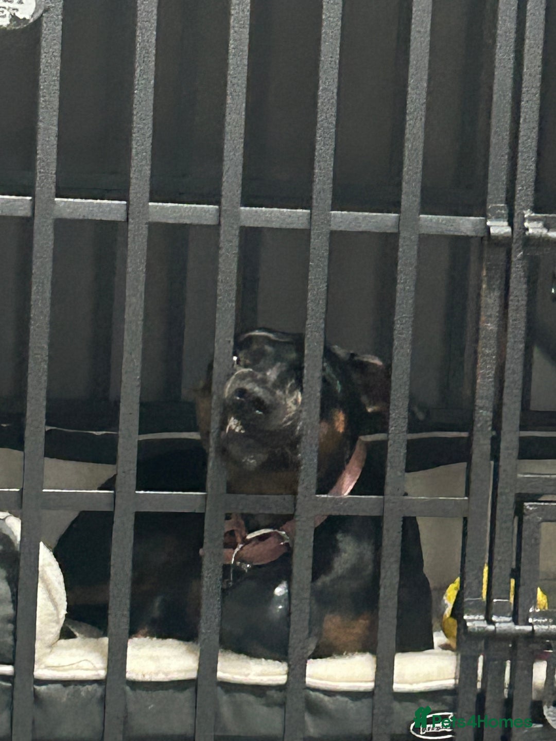 Mixed Breed dogs for sale: Callie- Staffy Mix  - Image 11
