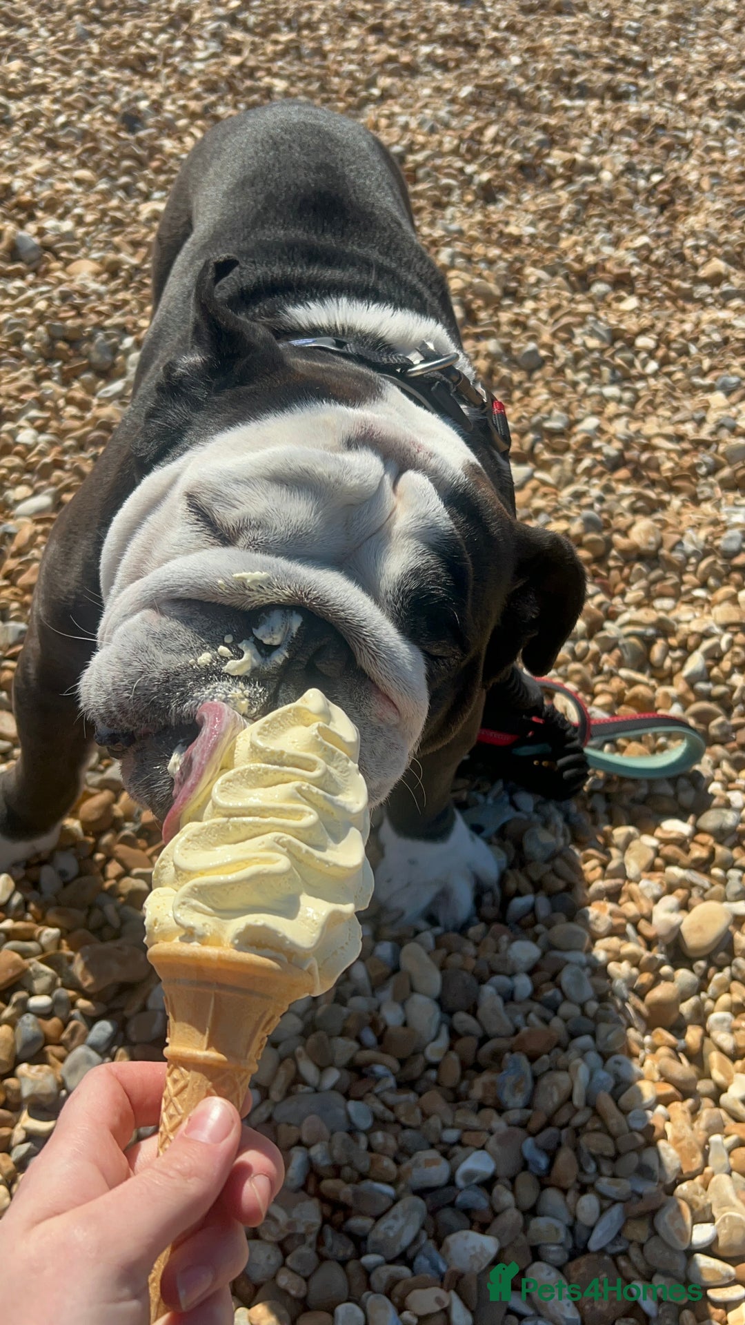 English Bulldog dogs for sale: Regrettable Rehoming - Image 2