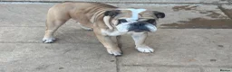 English Bulldog dogs for sale: 2 Kc Female’s available  - Advert 12
