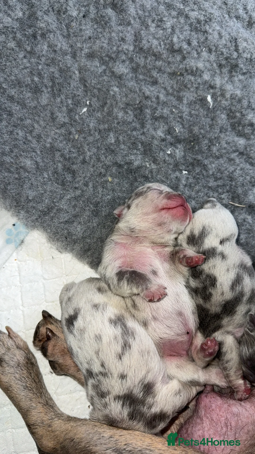 French Bulldog dogs for stud: Stunning French Bulldog For Stud in Dundee - Advert 14