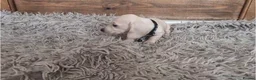 Miniature Dachshund dogs for sale: 🐾 Beautiful Miniature Dachshund Puppies 🐾 - Advert 32