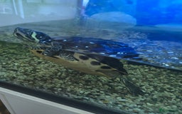 Turtle reptiles for sale: 3x Yellow slider turtles - Image 13