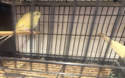 Budgerigars birds for sale: Budgies - Image 10