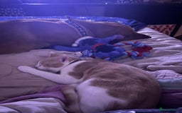 Domestic Shorthair cats for sale: 1 year old ginger kitty  - Image 5