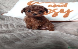 Toy Poodle dogs for sale: Full Asian girl - Image 3
