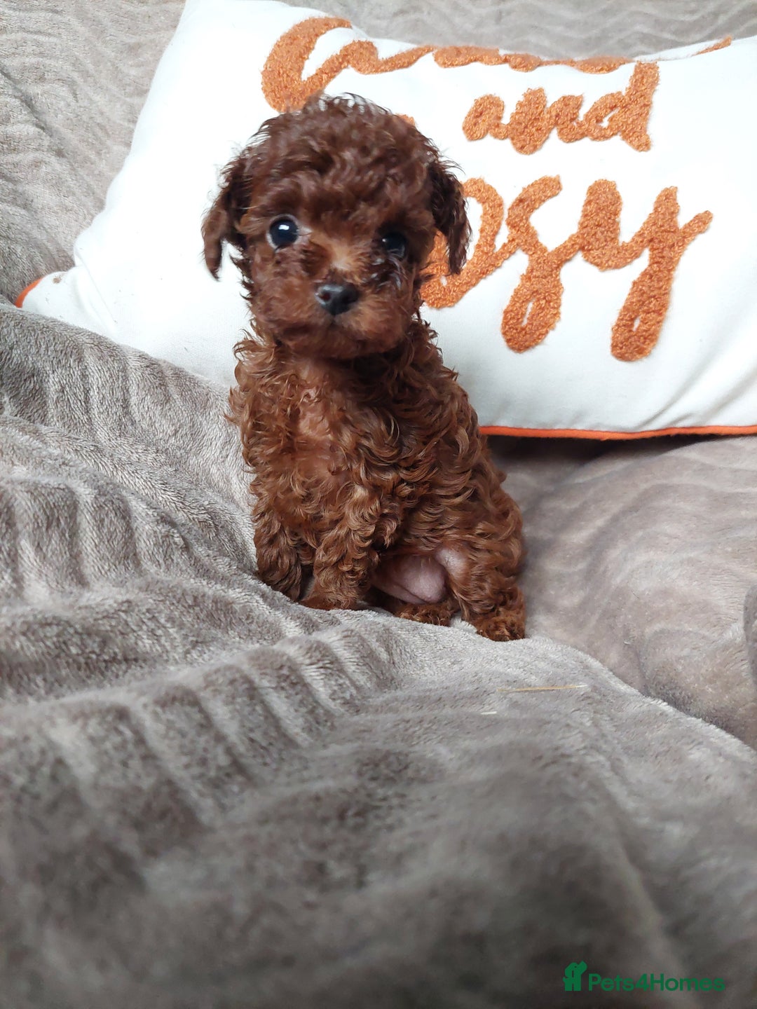 Toy Poodle dogs for sale: Full Asian girl - Image 3