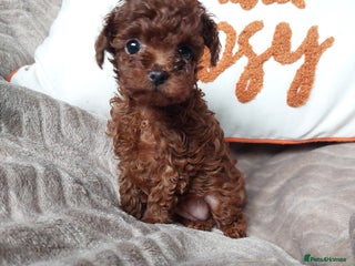 Toy Poodle dogs Full Asian girl - Advert 3