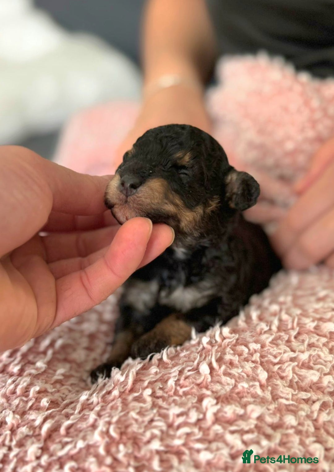 Toy Poodle dogs for sale: Beautiful Red & Phantom Toy Poodle's! KCregistered - Advert 28