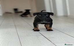 Belgian Shepherd Dog dogs for sale: Dutch Herder Puppies - Advert 2