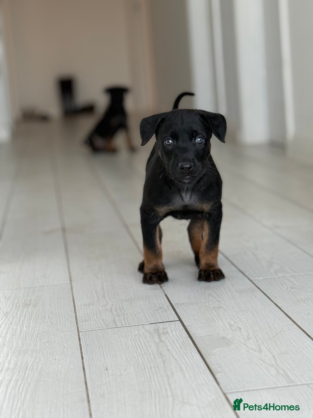 Belgian Shepherd Dog dogs for sale: Dutch Herder Puppies - Advert 2