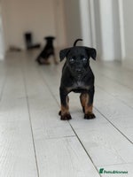 Belgian Shepherd Dog dogs Dutch Herder Puppies - Advert 8