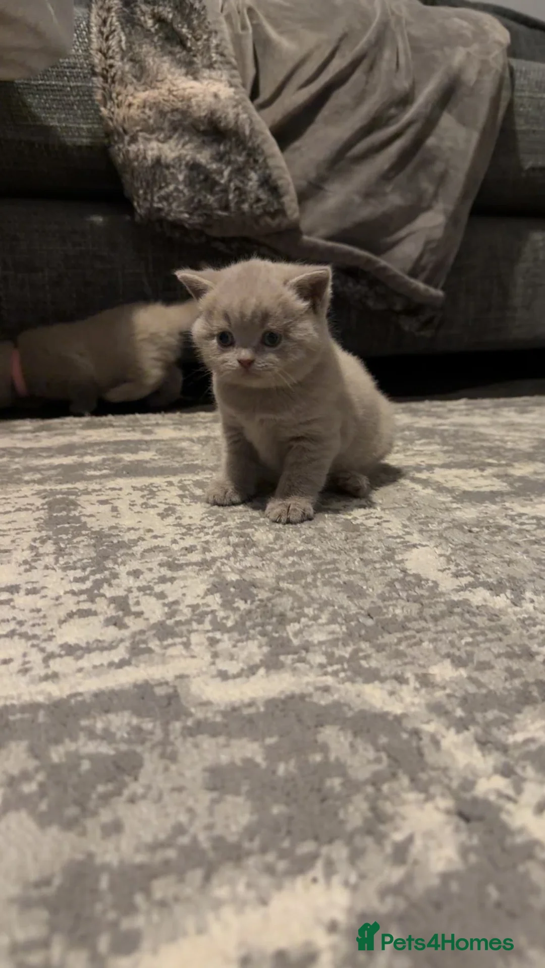 British Shorthair cats for sale: Chunky British short hair  - Advert 9