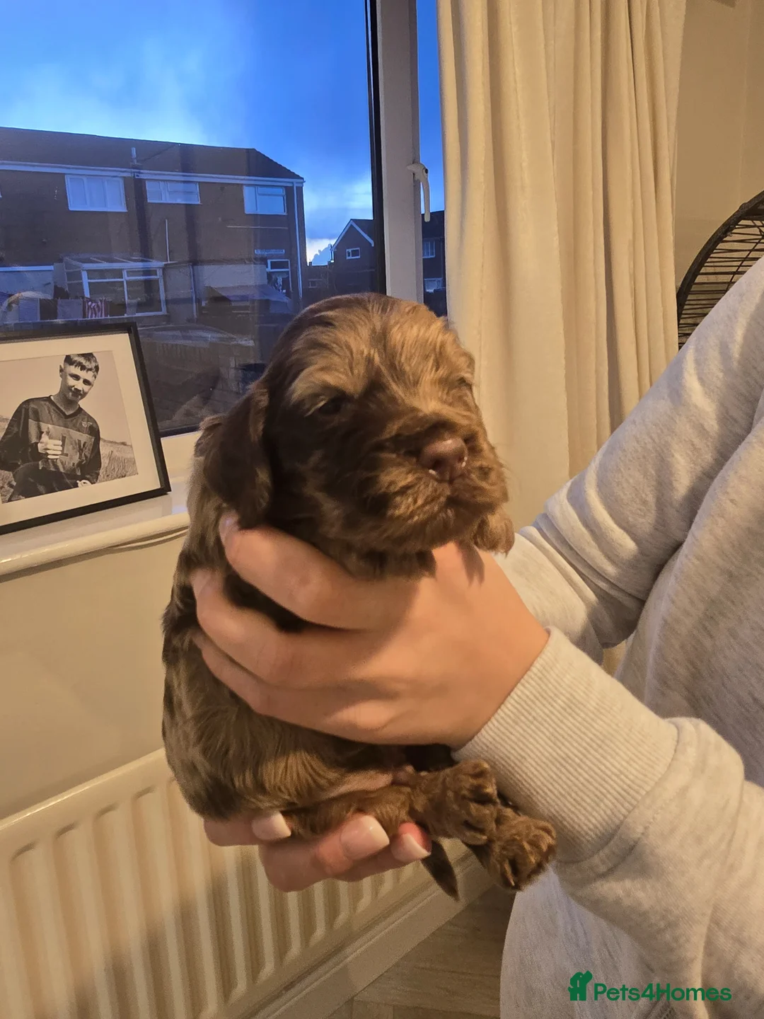 Cockapoo dogs for sale: Cockapoo  - Advert 17