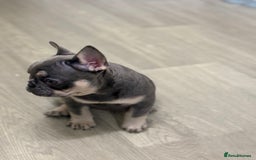 French Bulldog dogs for sale: Beautiful female frenchie  - Image 5