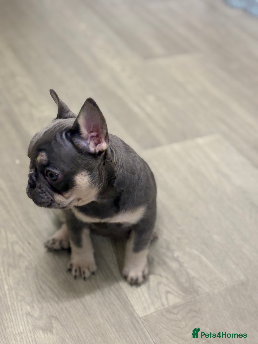 French Bulldog dogs for sale: Beautiful female frenchie  - Image 5