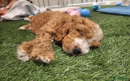 Cockapoo dogs for sale: 🐾STUNNING F1 COCKERPOOS HEALTH TESTED PARENTS 🐾 - Image 23