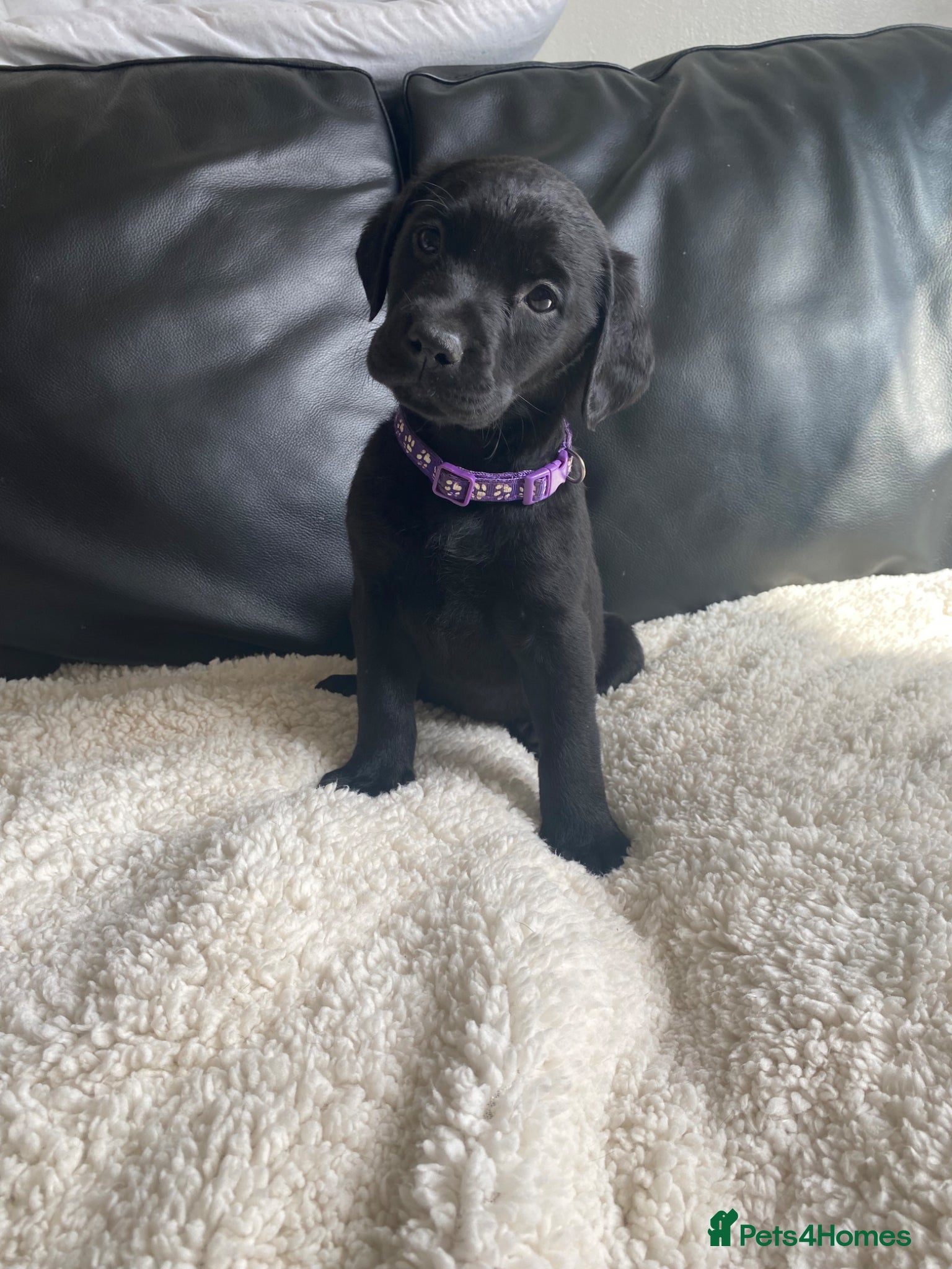 Labrador Retriever dogs Ready soon!! Chunky KC Labrador puppies.  - Advert 2