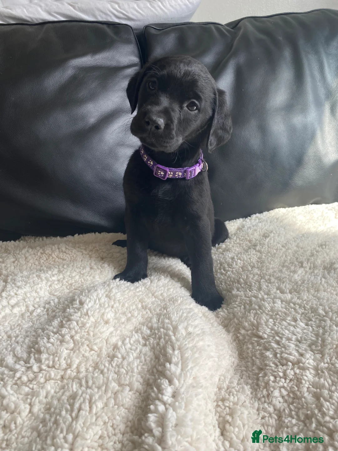 Labrador Retriever dogs for sale: Ready soon!! Chunky KC Labrador puppies.  - Advert 1