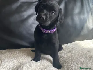 Labrador Retriever dogs Ready soon!! Chunky KC Labrador puppies. - Advert 2