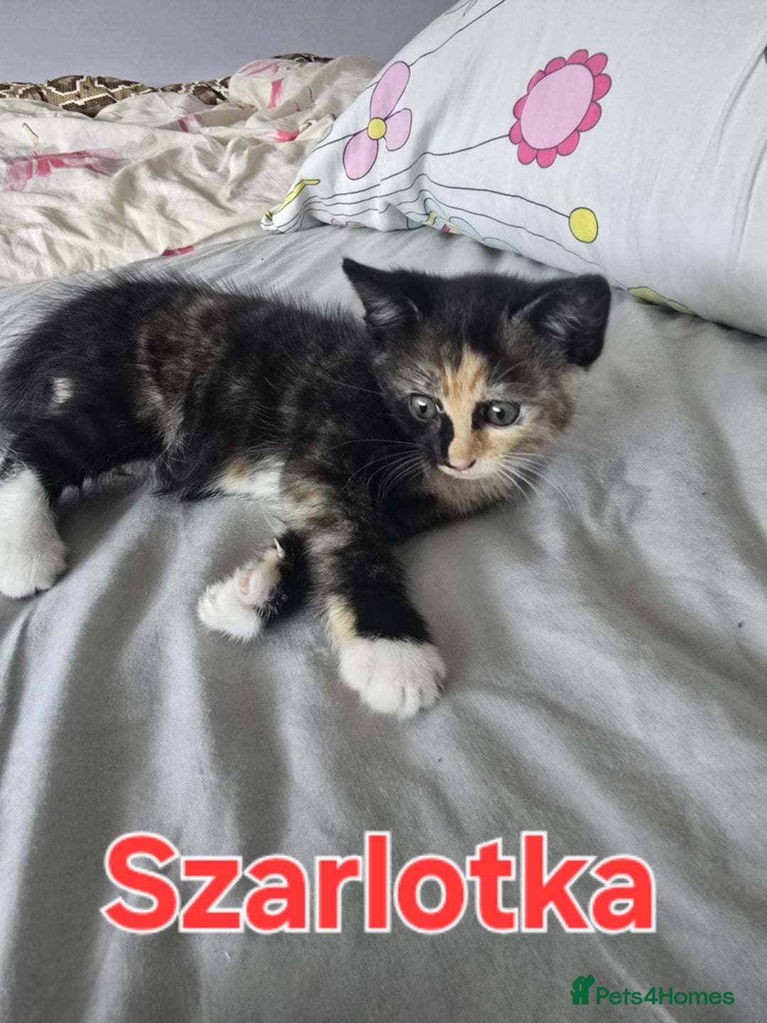 Domestic Shorthair cats for sale: Cute kittens for new home - Image 15