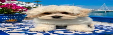 Maltipoo blue boy Senor 