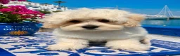 Maltipoo dogs for sale: Maltipoo puppies exceptional quality  - Advert 9