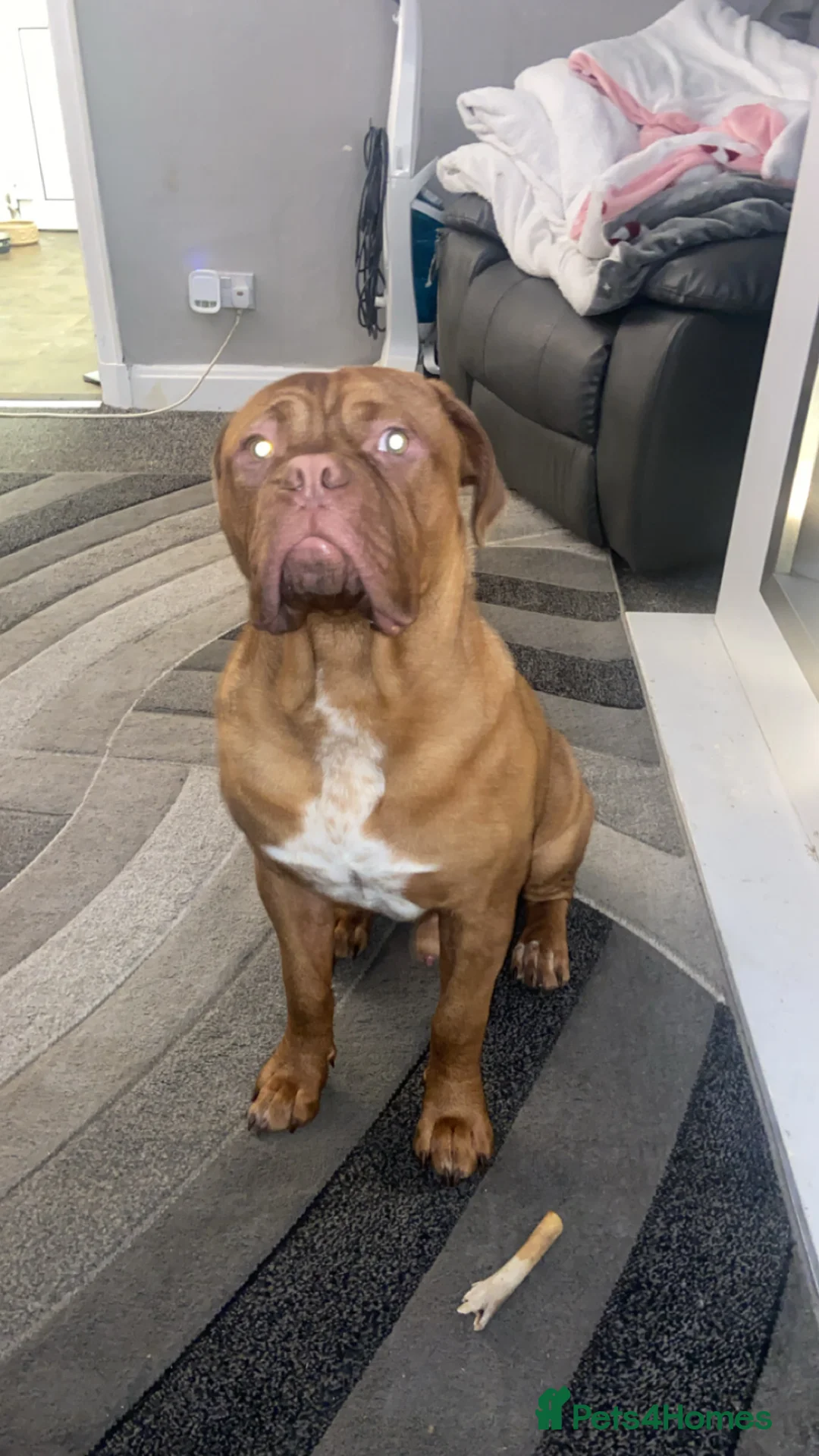 Dogue De Bordeaux dogs for sale: Murphy - Advert 3
