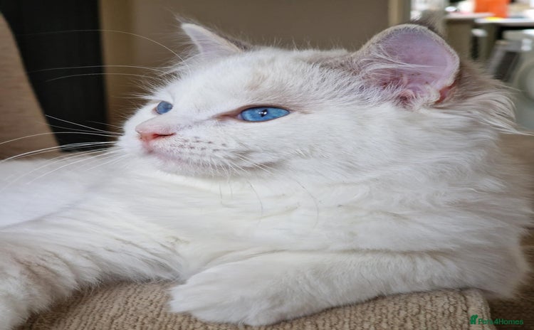 Ragdoll cats - Advert 10