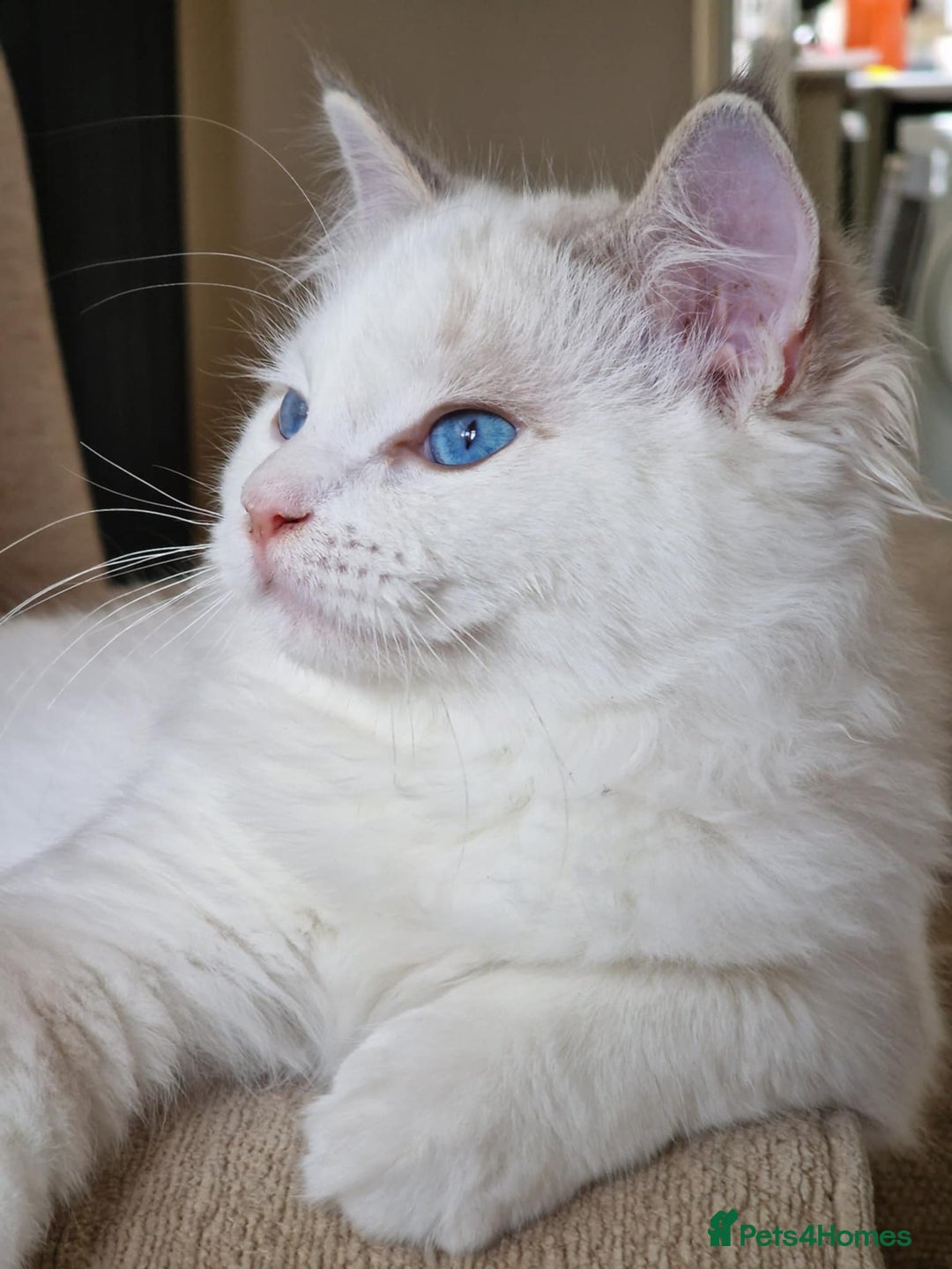 Ragdoll cats for sale: GRAND Champion European Line kittens.FULL PEDIGREE - Image 6
