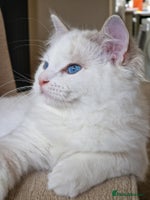 Ragdoll cats - Advert 10