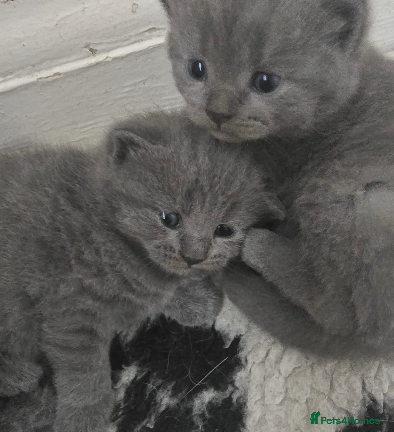 British Shorthair cats 4 gorgeous British short hair kittens - Advert 2