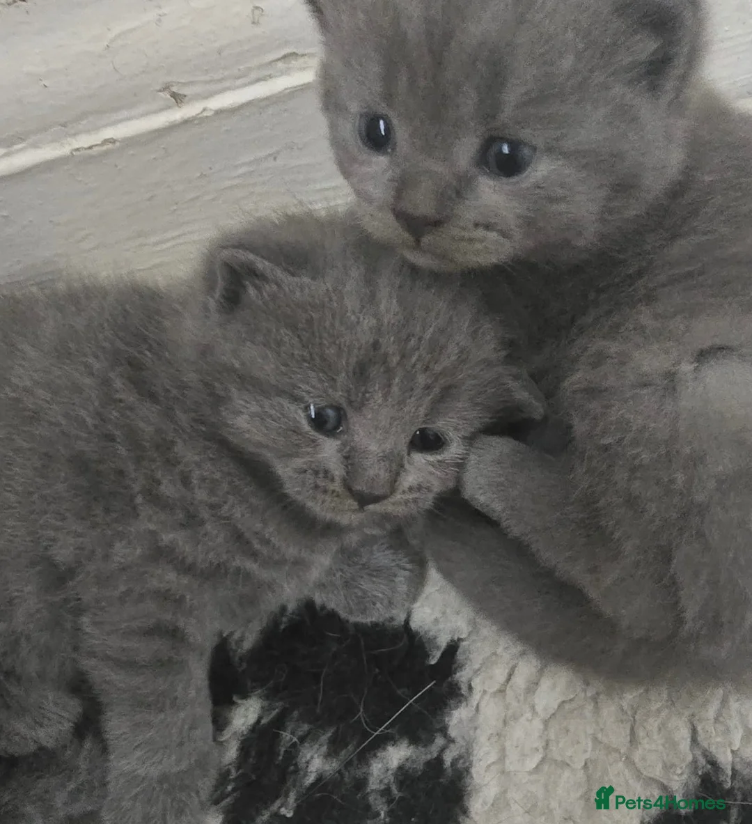 British Shorthair cats for sale: 4 gorgeous British short hair kittens - Advert 1